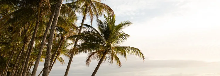 Alamanda Palm Cove 1200 x 900