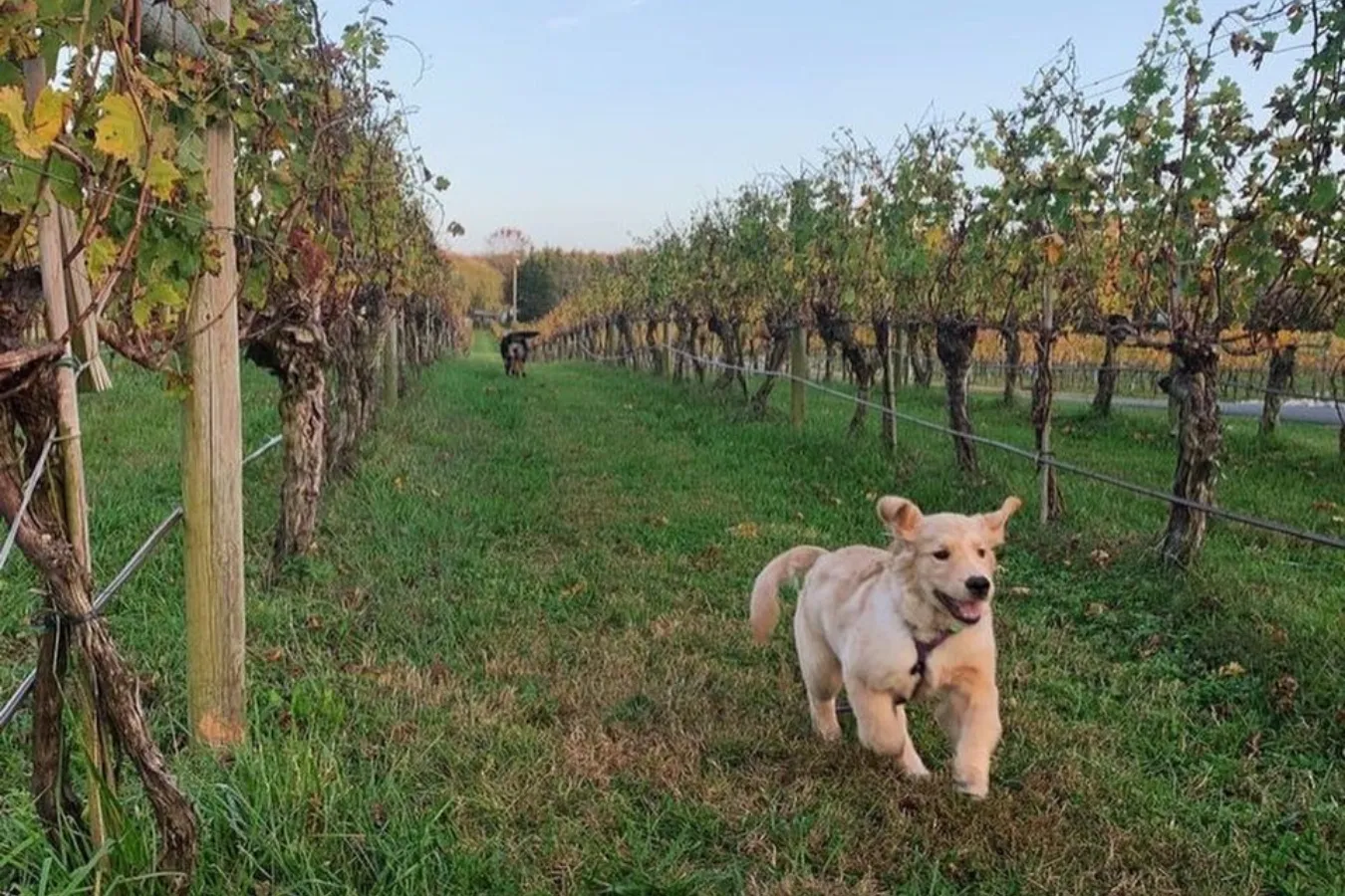 Cleveland Estate Pawfect Package