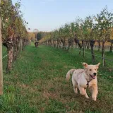 Cleveland Estate Pawfect Package
