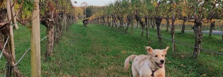 Cleveland Estate Pawfect Package