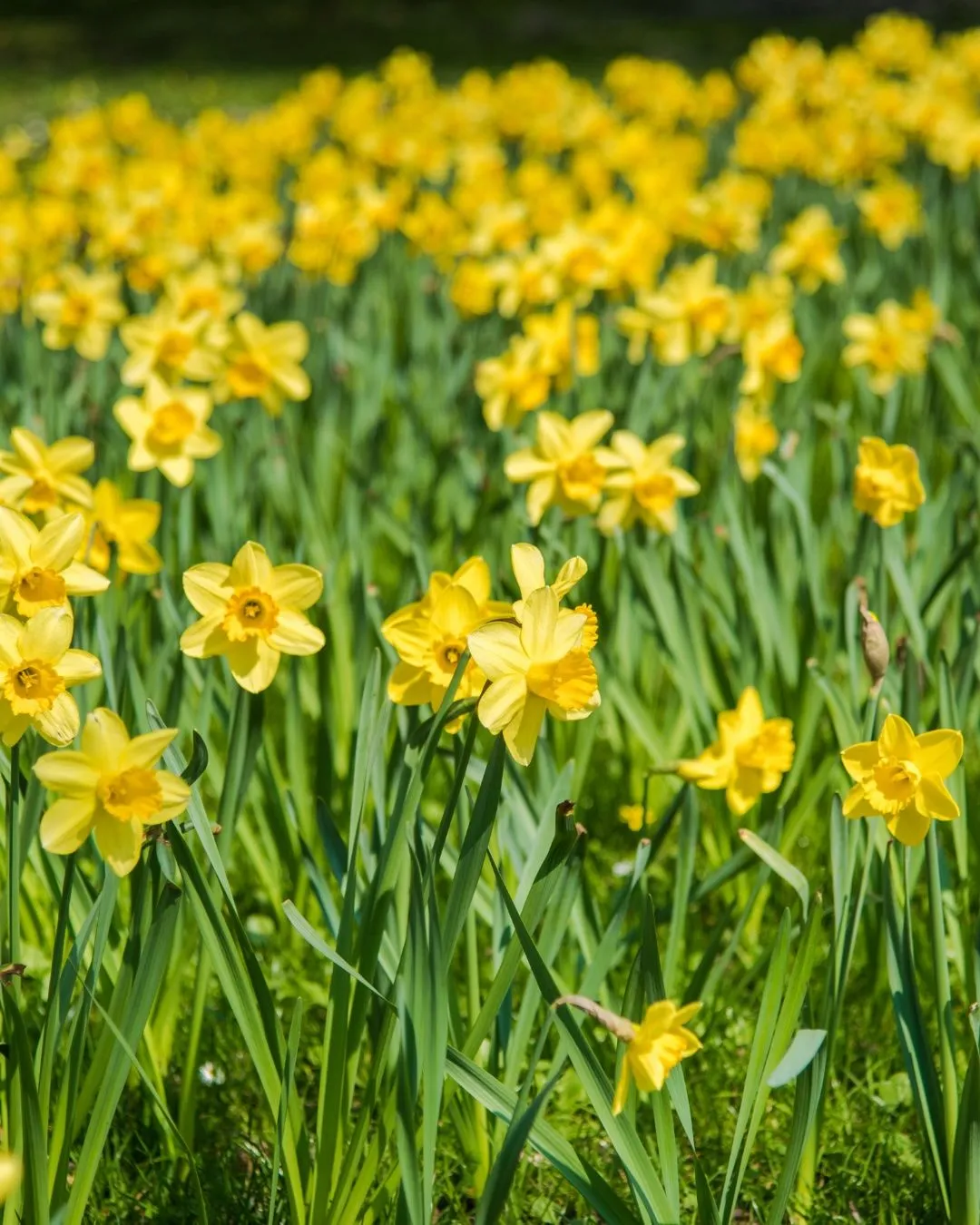 Daffodil and Arts