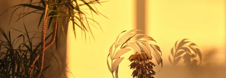 Golden light2 v3