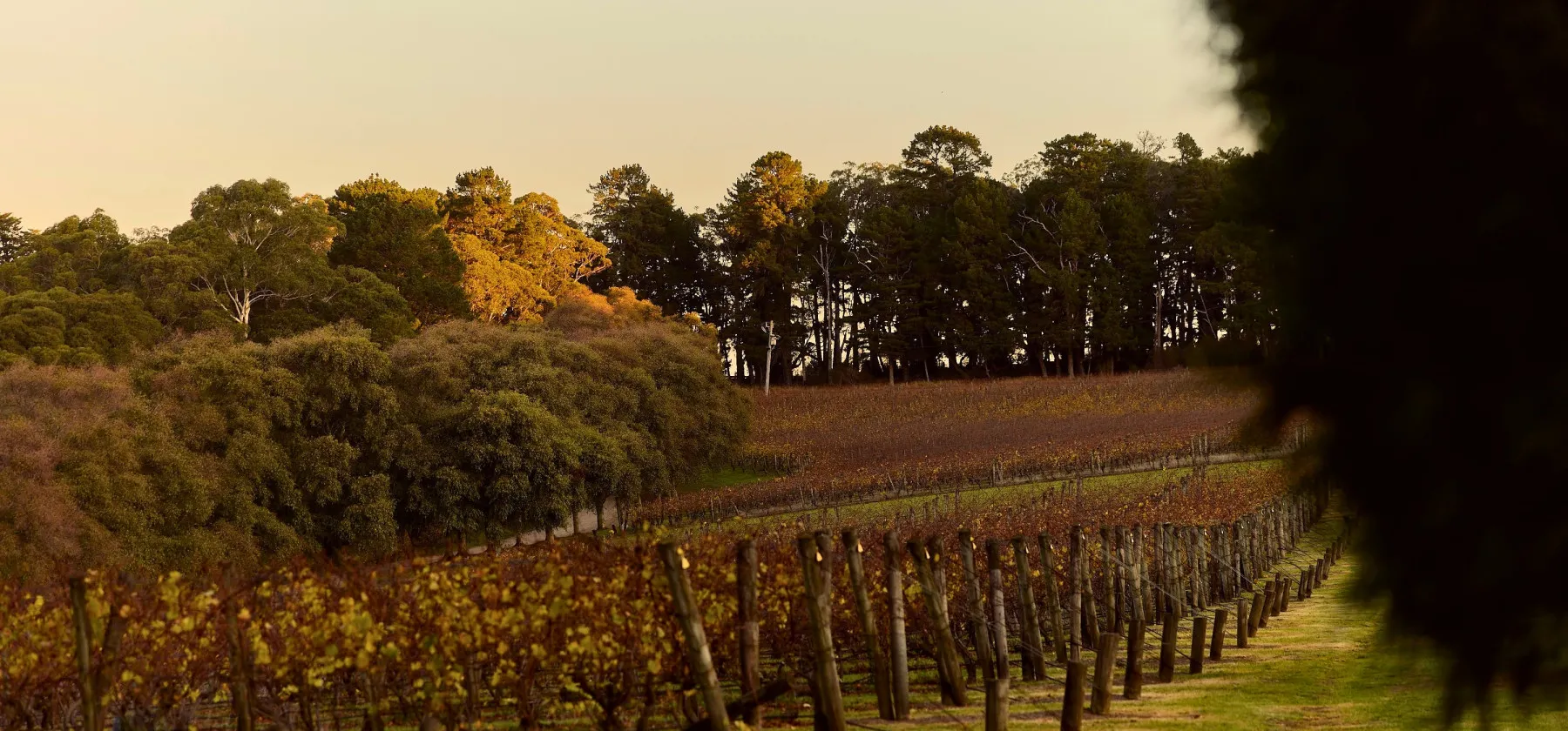 Lancemore Lindenderry Red Hill Winter Embers Escape Wine