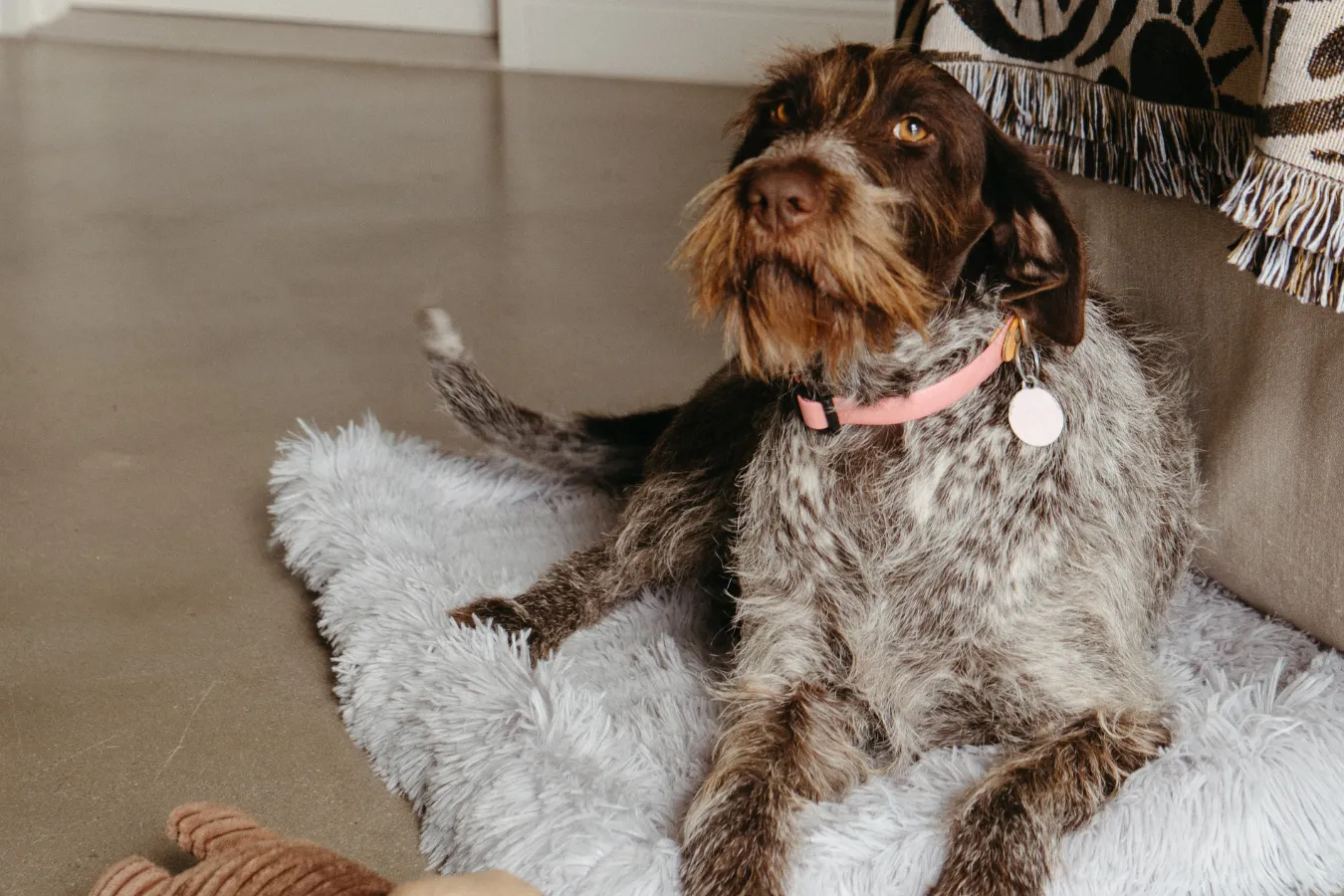 Pawfect Package Lancemore Milawa