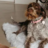 Pawfect Package Lancemore Milawa