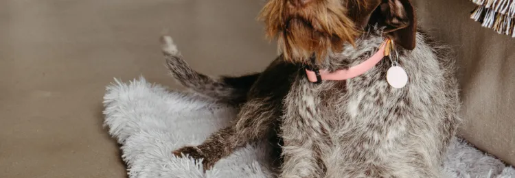 Pawfect Package Lancemore Milawa