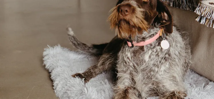 Pawfect Package Lancemore Milawa