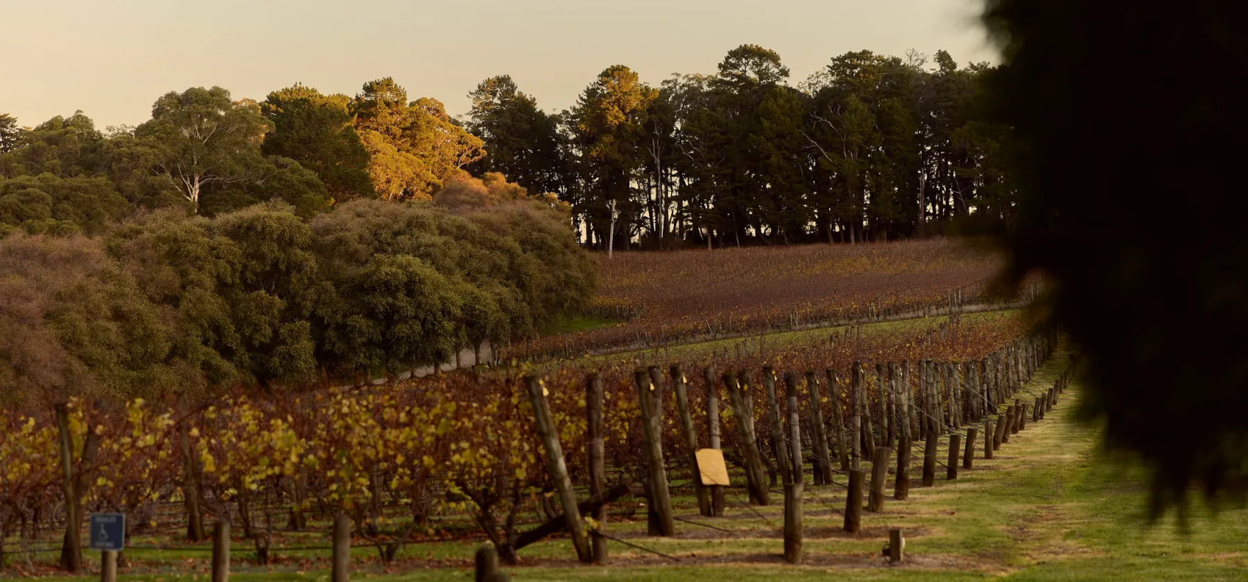 Website image LLRH Cellar Door 2