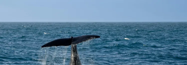 Whale Watching Season