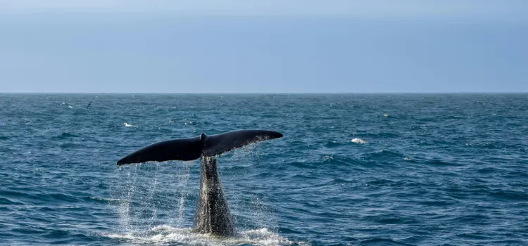 Whale Watching Season