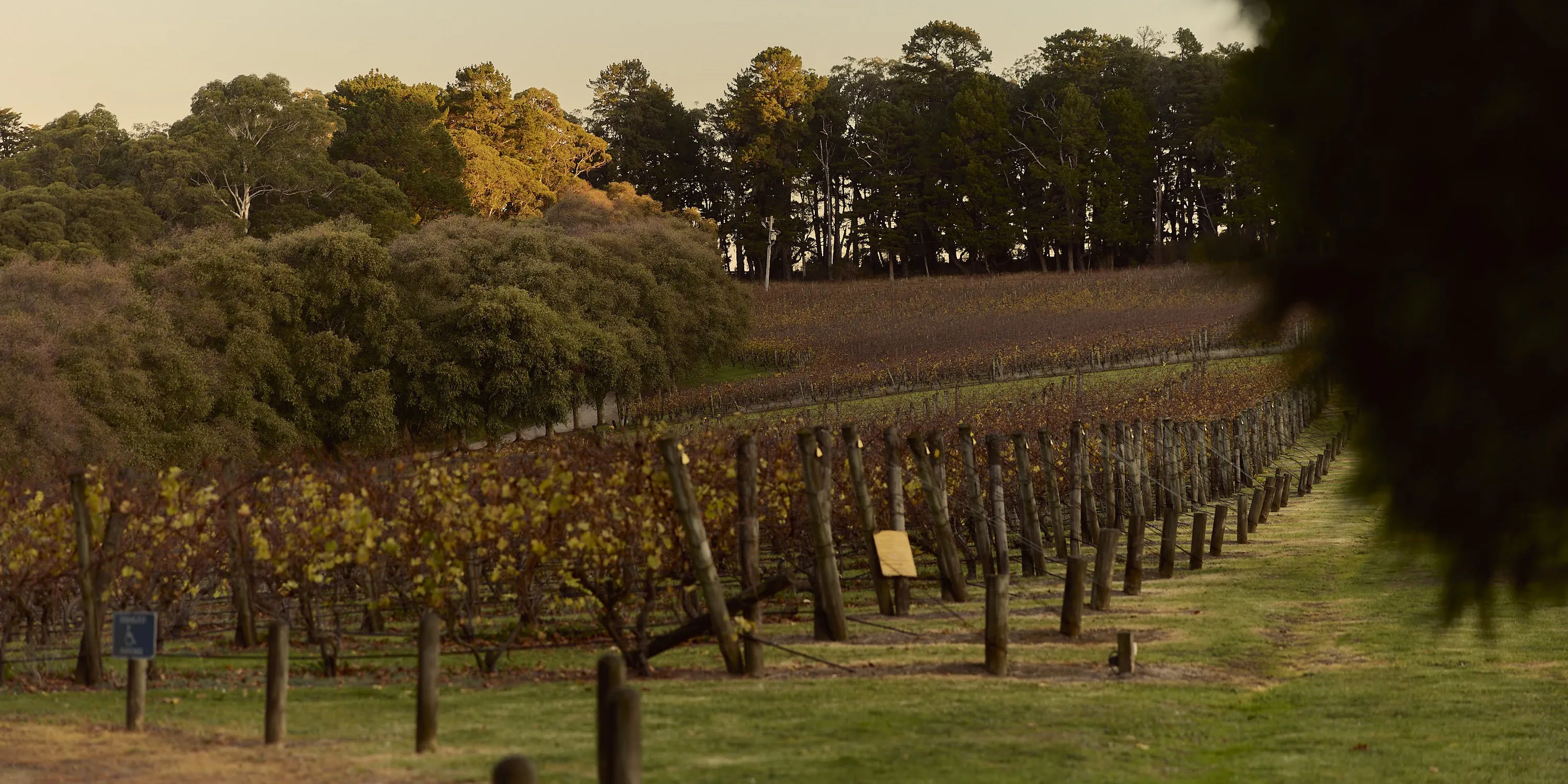The Dining Room at Lindenderry Red Hill 21st May18405 GRIFFIN SIMM FINALS v2